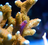 El calcio en el acuario marino de arrecife