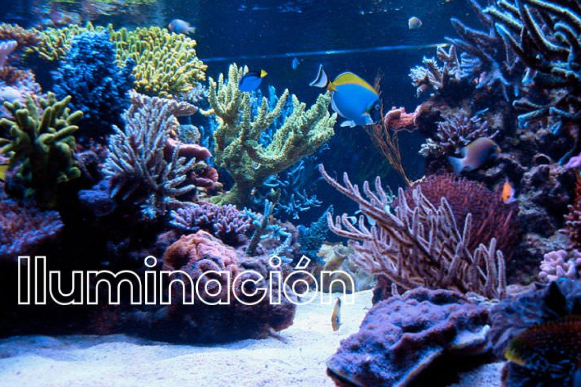 Iluminación en el acuario marino de arrecife
