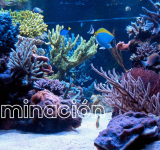 Iluminación en el acuario marino de arrecife