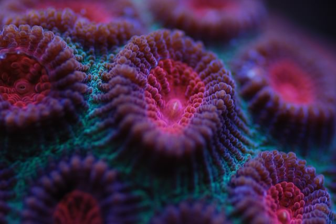 El magnesio en el acuario marino de arrecife