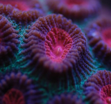 El magnesio en el acuario marino de arrecife