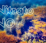 Nitrato en el acuario marino de arrecife