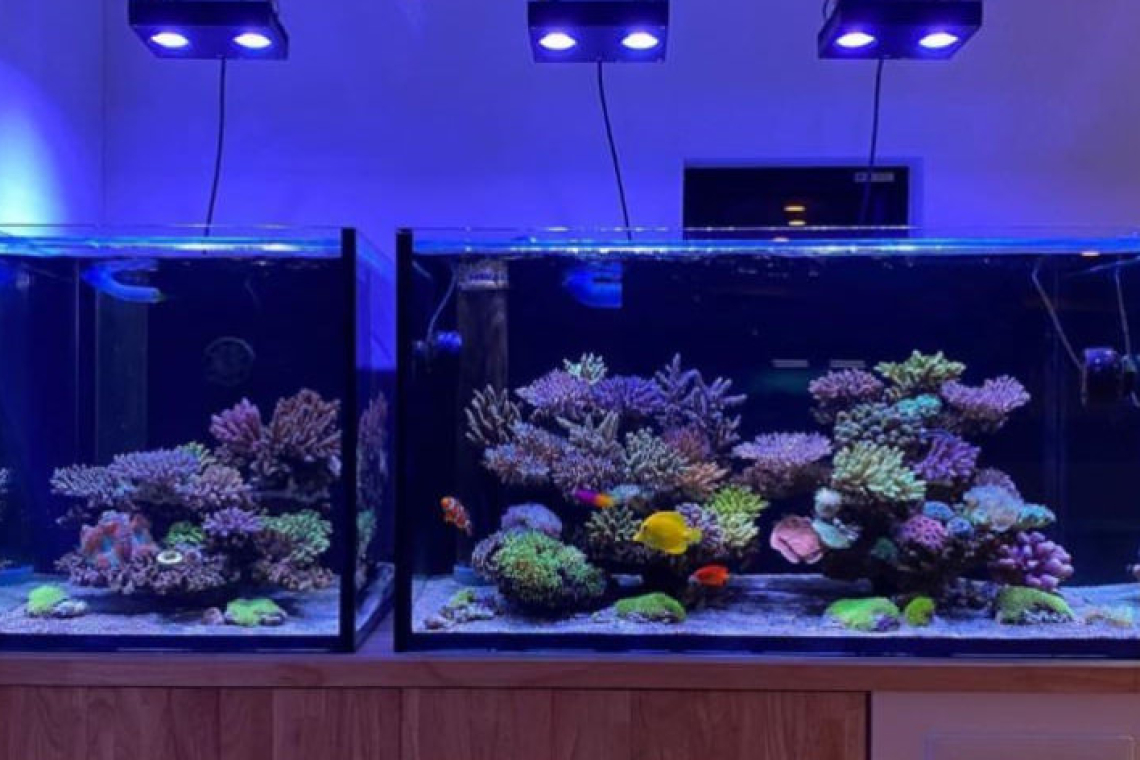 Acuario de Takaki Yagisawa