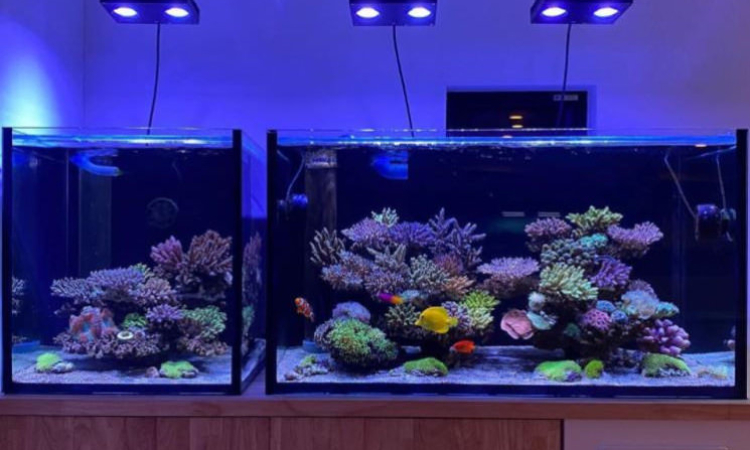 Acuario de Takaki Yagisawa