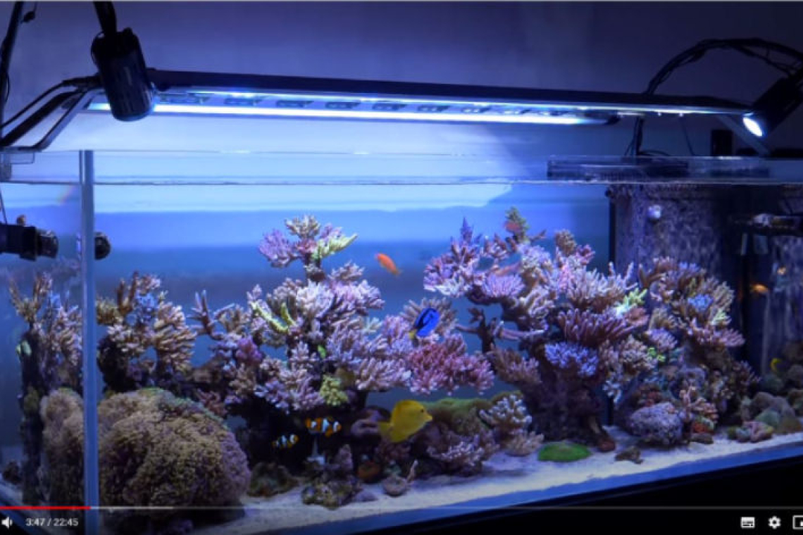 Acuario de Yoshi Fujisawa
