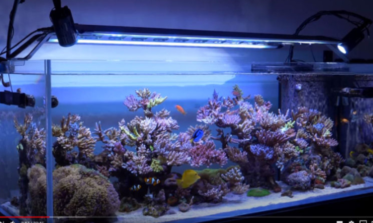 Acuario de Yoshi Fujisawa