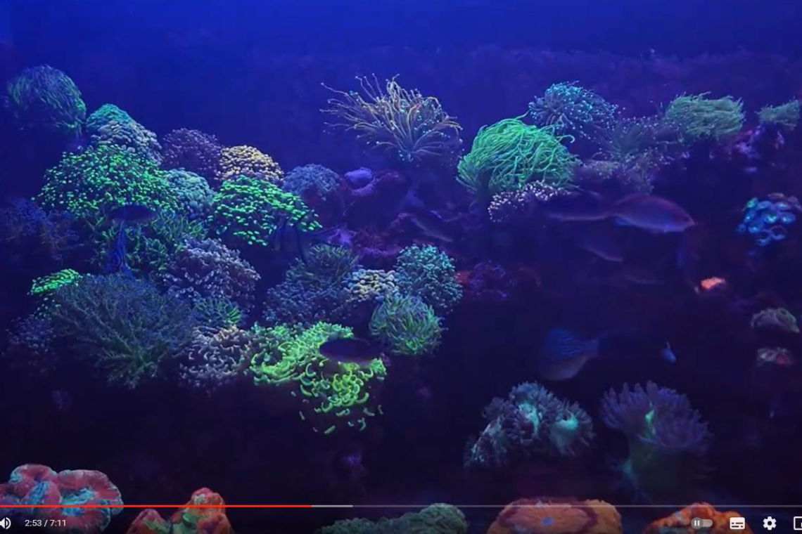 Acuario de Reefsalvaje