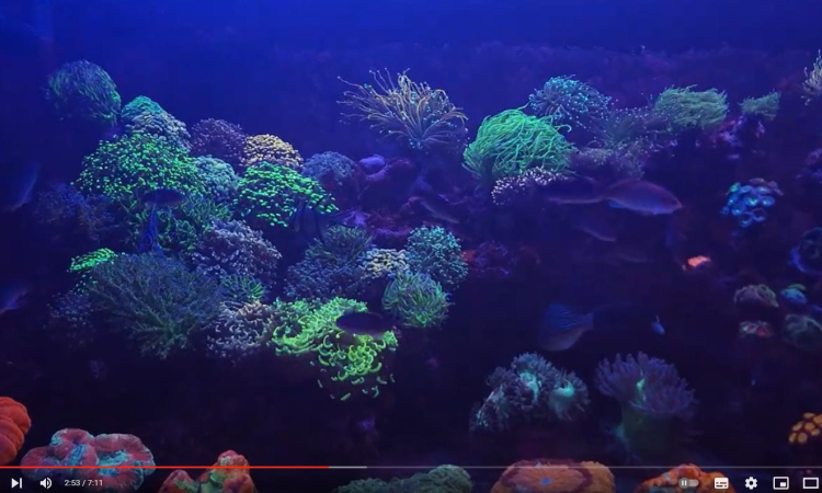 Acuario de Reefsalvaje