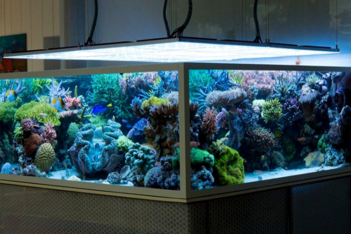 Acuario Triton