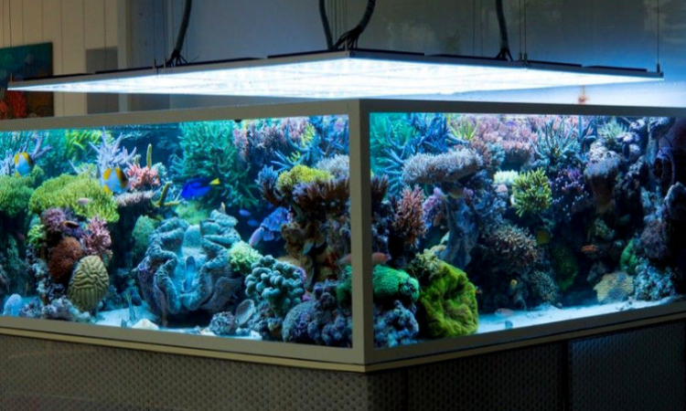 Acuario Triton