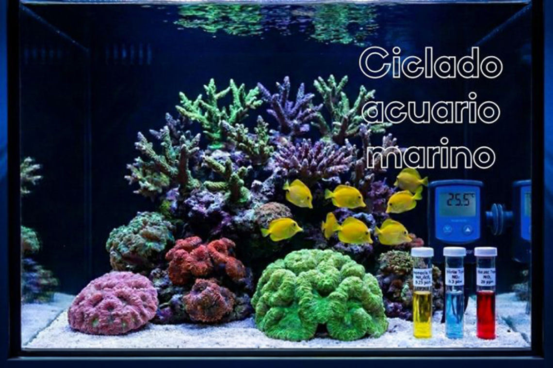 Ciclado del acuario marino de arrecife