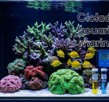 Ciclado del acuario marino de arrecife