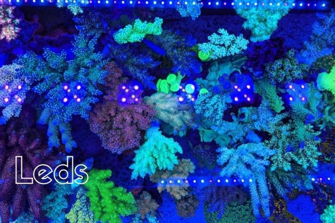 Leds en el acuario marino de arrecife