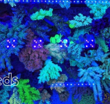Leds en el acuario marino de arrecife