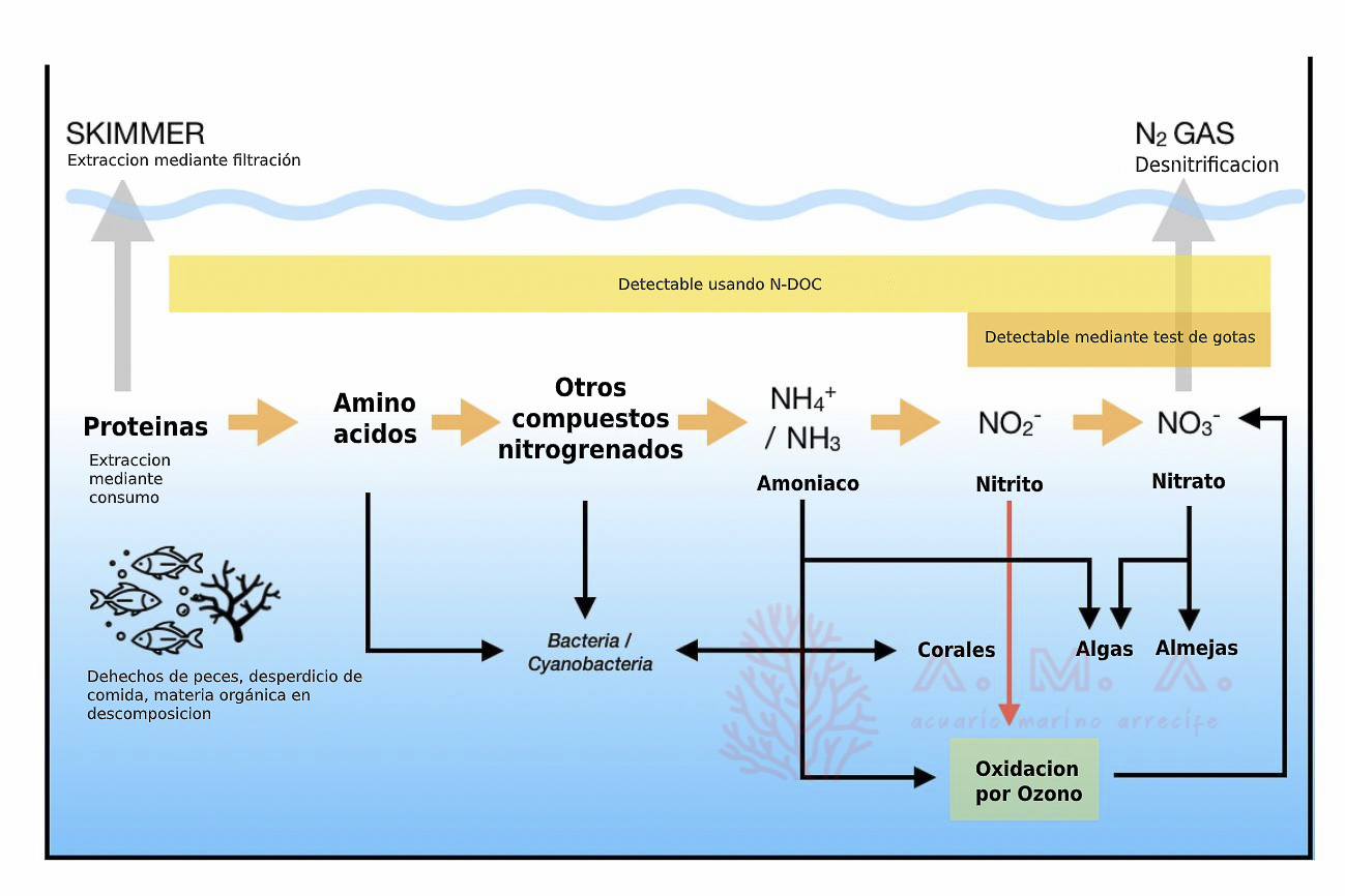 Esquema extendido del ciclo del nitrógeno en acuario marino