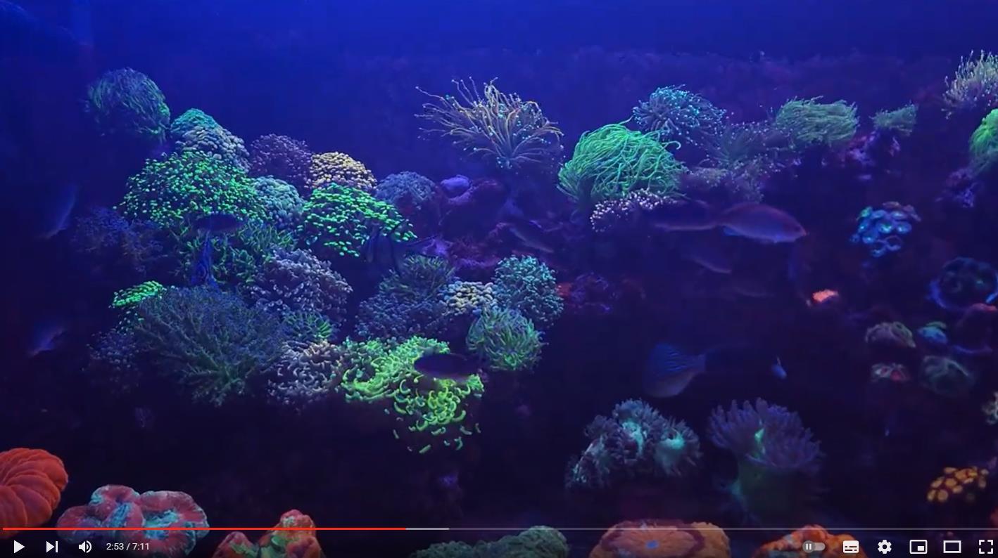 Acuario de Reefsalvaje