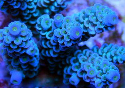 acropora tenuis azul