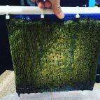 algae scrubber